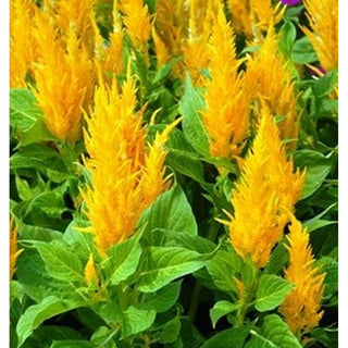 161_ORANGE