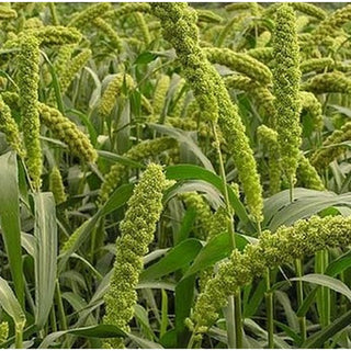 237_GREEN-MILLET
