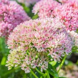 242_PINK