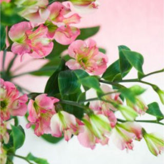 430_PINK