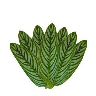 510_CALATHEA