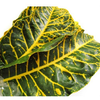 510_CROTON