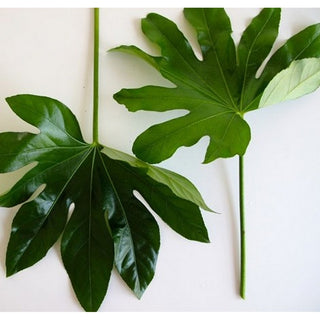 510_FATSIA