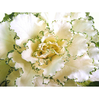 550_WHITE