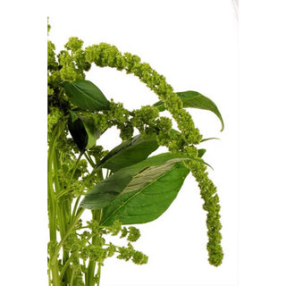 562_GREEN-HANGING