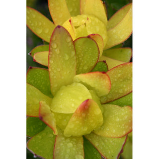 569_YELLOW