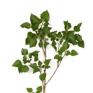 584_GREEN