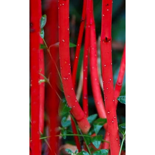 595S_CARDINAL