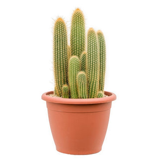 GP-10CACTI