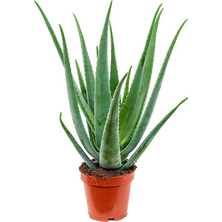 GP-8ALOE