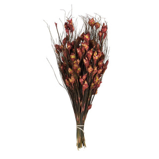 H1BFS-RED